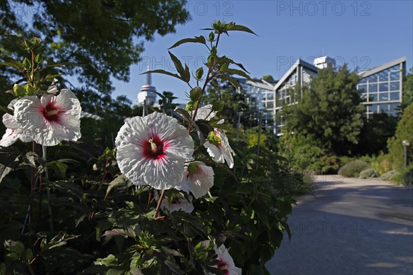 Admired every year: the child's head-sized flowers of the rose of sharon