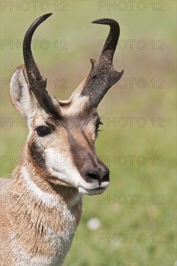 Pronghorn