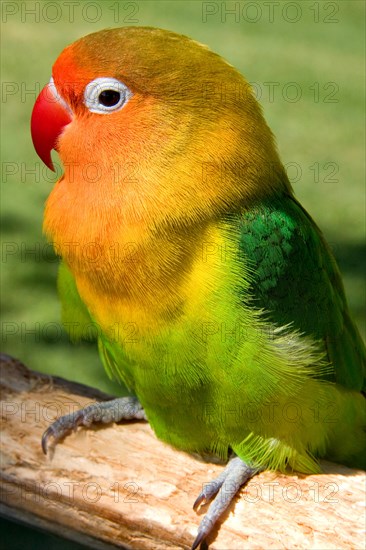 Sun Conure