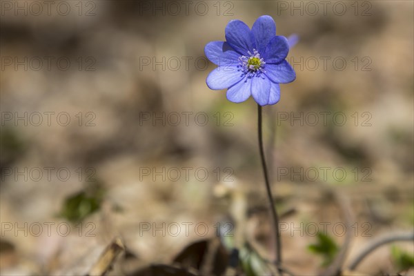 Blooming common hepatica