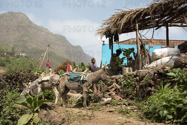 Shelter with donkeys