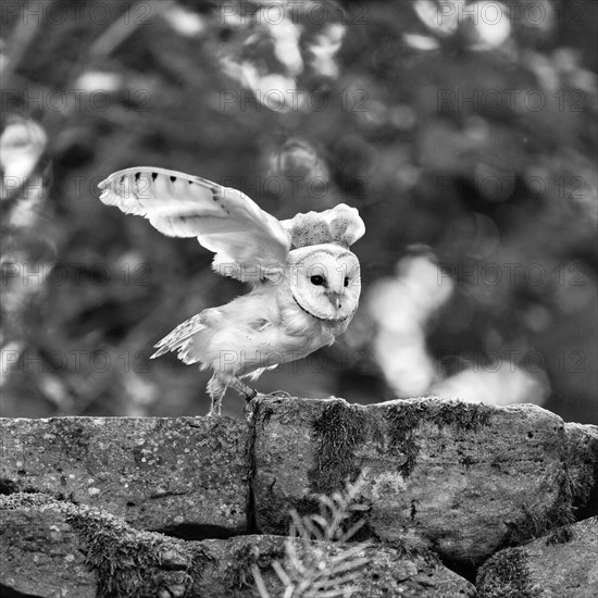 Common barn owl