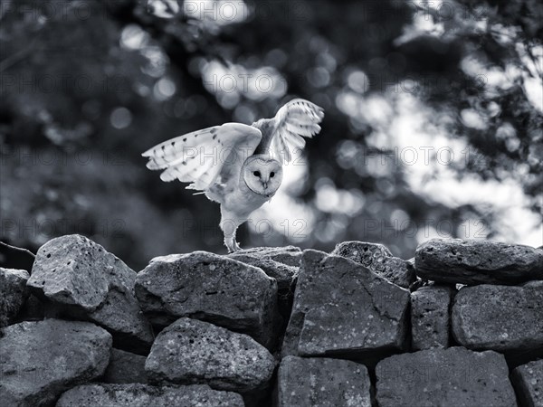 Common barn owl