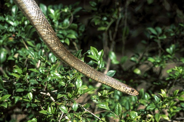 Rat Snake