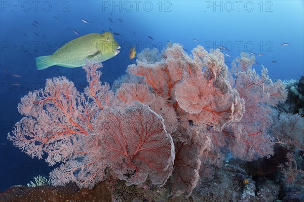 Coral reef