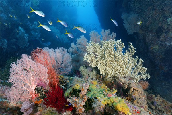 Reef channel