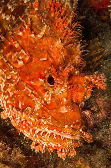 Head Portrait Portrait of Great Red Dragonhead