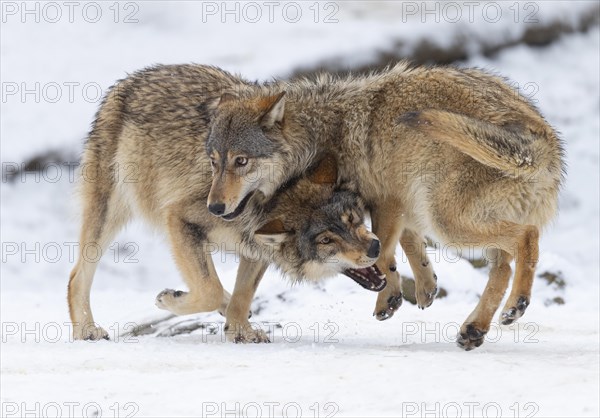 Algonquin wolf