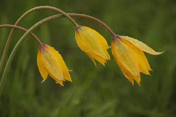 Three wild tulip