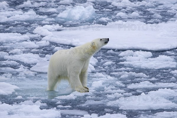 Lone polar bear