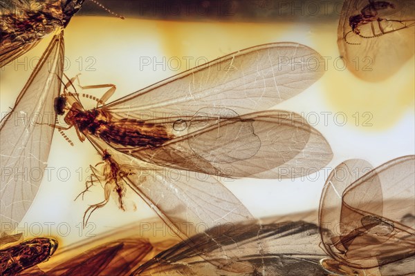 Winged Termite in Amber