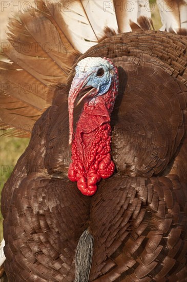 Wild Turkey