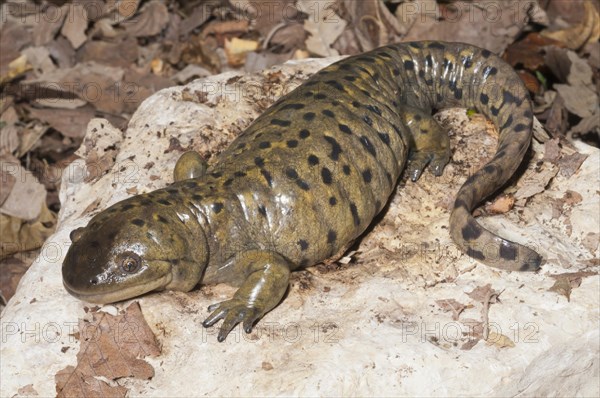 Gray tiger salamander