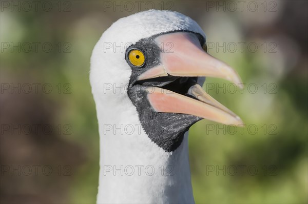 Nazca Booby