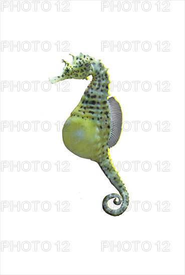 Big-belly seahorse