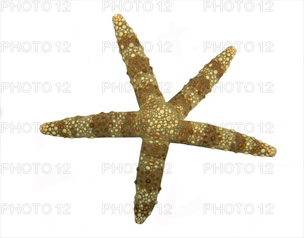 Starfish