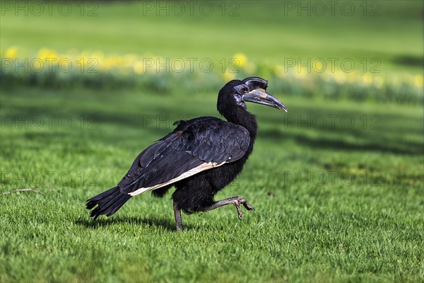 Northern ground hornbill