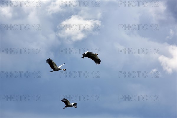 Three crowned cranes