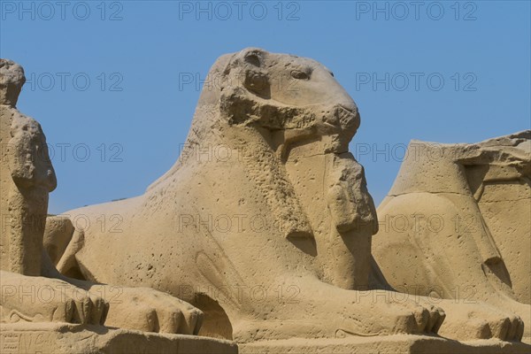 Ram-headed Sphinx