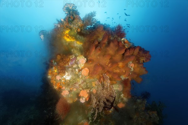 Coral block with sponge