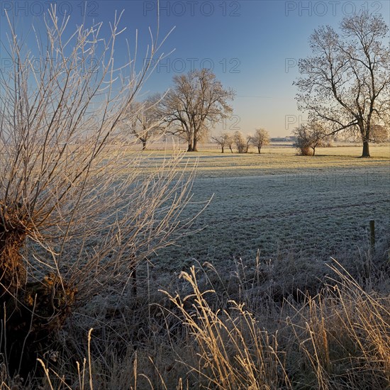 Dune landscape with hoarfrost near Mehr