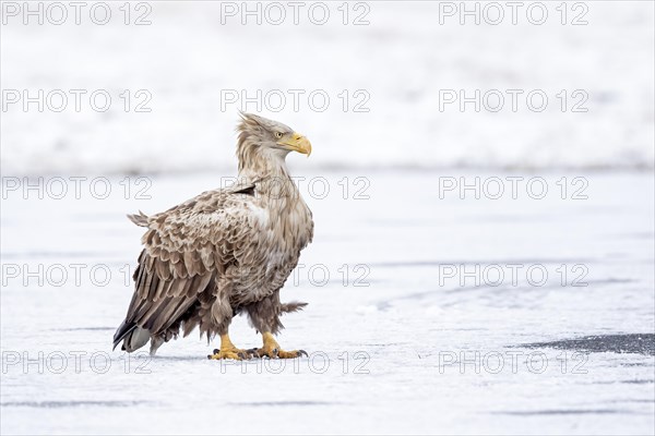 White-tailed eagle