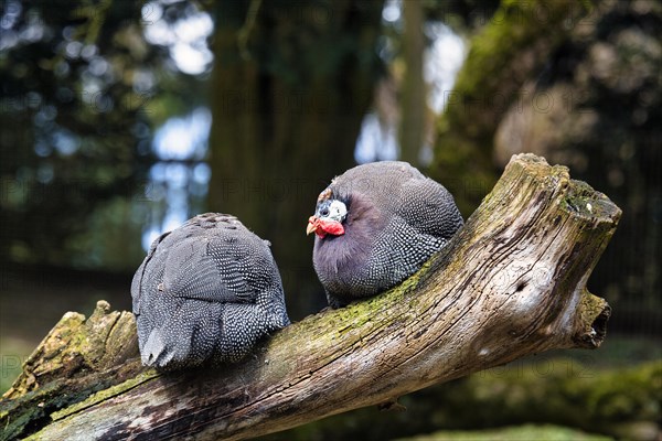 Two helmeted guineafowls