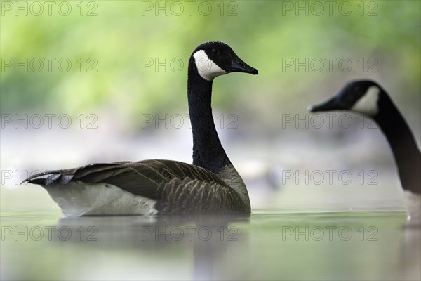 Canada Goose