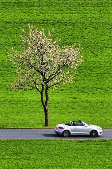 Blossoming cherry tree