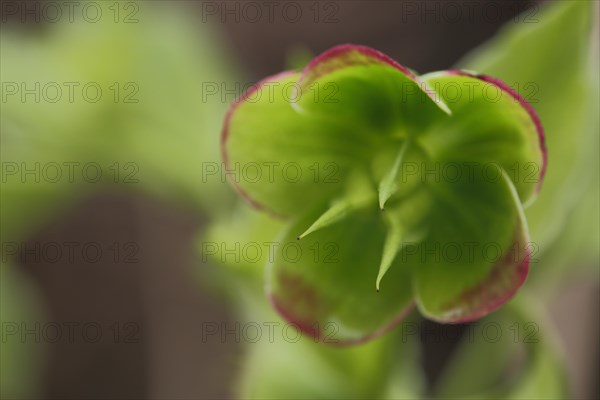 Stinking hellebore