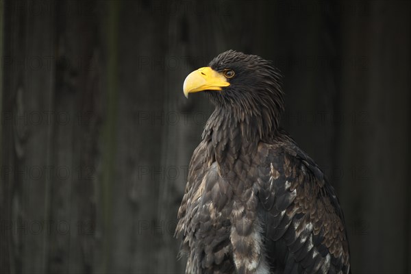 Steller's sea eagle