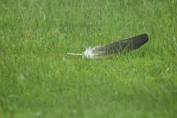 Bird feather of peregrine falcon