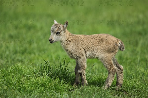 Chamois