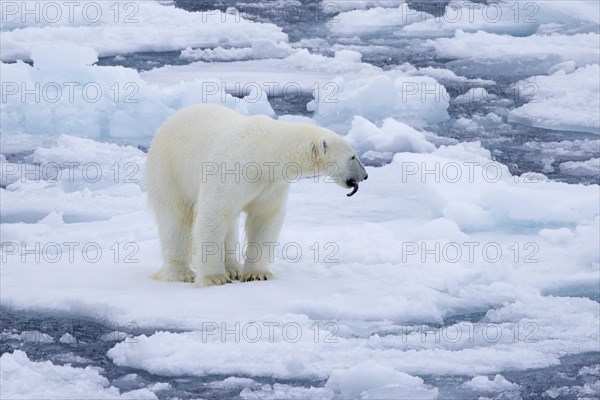 Lone polar bear