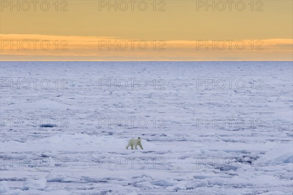 Lone polar bear