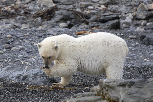 Lone Polar bear