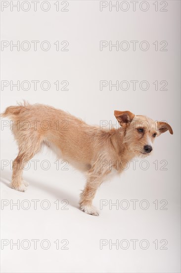 Golden terrier dog standing sideways with a wary expression over a white background