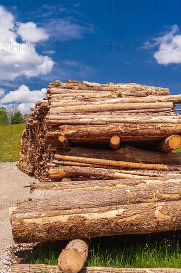 Tree trunks stacked