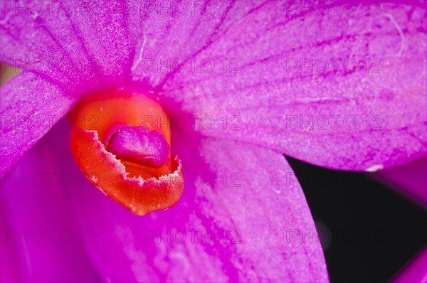 Dendrobium sulawesiense