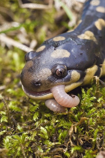 Tiger salamander