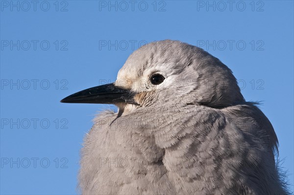 Clark's Nutcracker