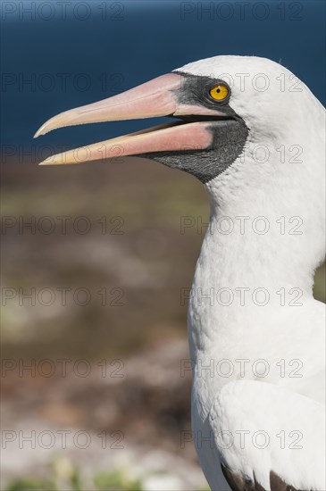 Nazca Booby