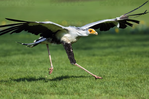 Secretary bird