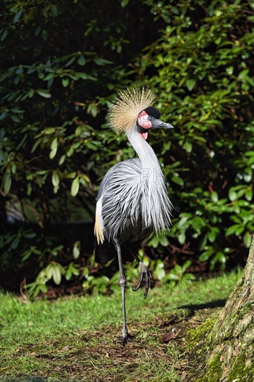 Grey gray crowned-crane