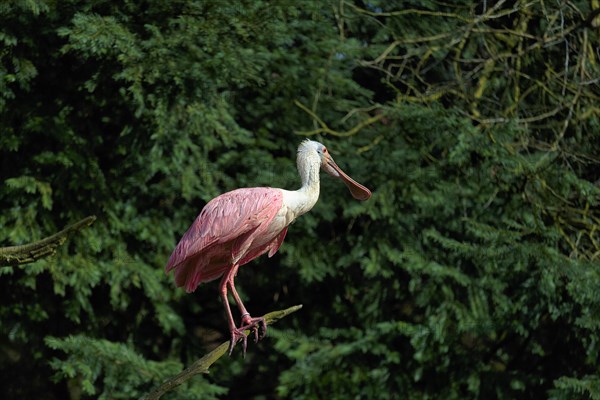 Roseate spoonbill