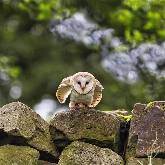 Common barn owl