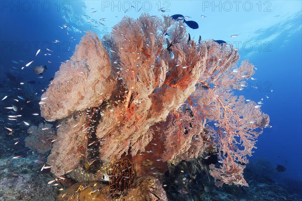 Coral block with nodular sea fan
