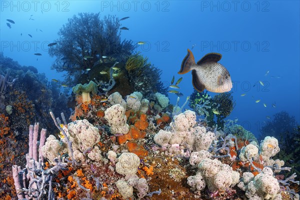 Reef top with sponge