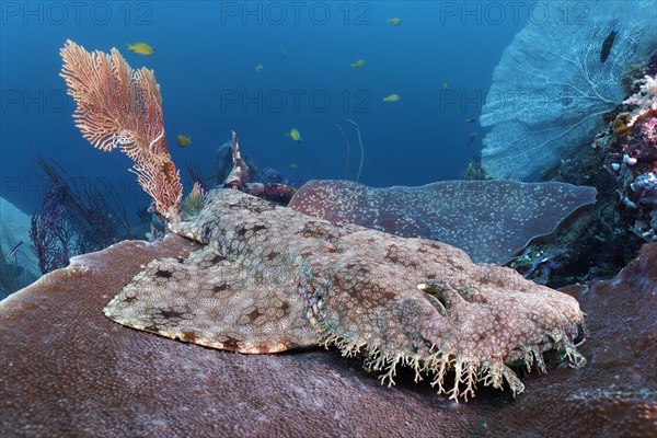 Tasselled wobbegong