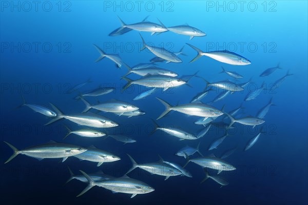 Shoal of rainbow mackerel